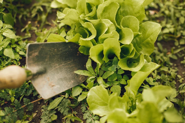 a close up of a shovel in a field of lettuce, by Carey Morris, pexels contest winner, art nouveau, cutting a salad, soft texture, 🍸🍋