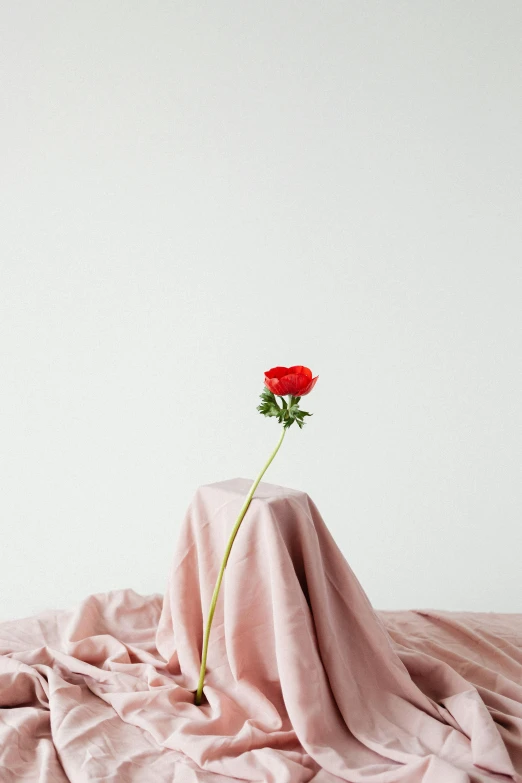 a single red rose sitting on top of a pink blanket, an album cover, unsplash, ignant, standing alone, flume, pose 4 of 1 6