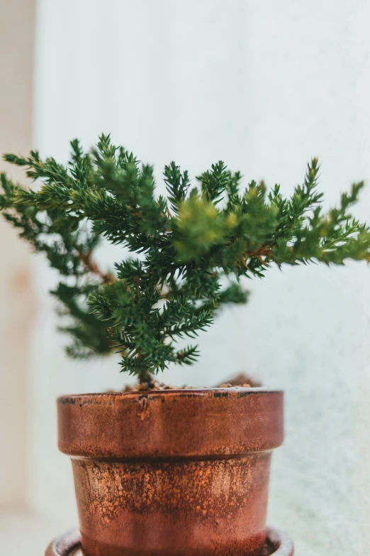 a close up of a potted plant on a table, inspired by Tōshi Yoshida, arabesque, cedar, growing off a tree, no cropping, sustainable materials