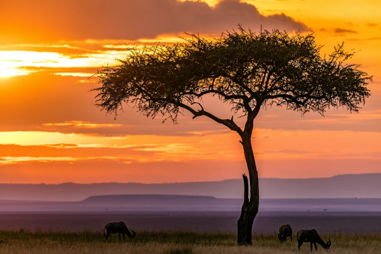 a group of animals that are standing in the grass, by Peter Churcher, pexels contest winner, hurufiyya, green hills savanna tree, looking out at a sunset, conde nast traveler photo, sweet acacia trees