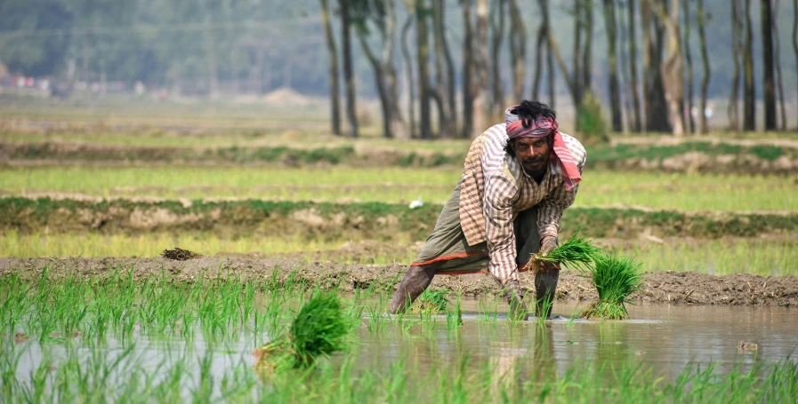 a man that is standing in the grass, by Sudip Roy, pexels contest winner, villagers busy farming, avatar image, thumbnail