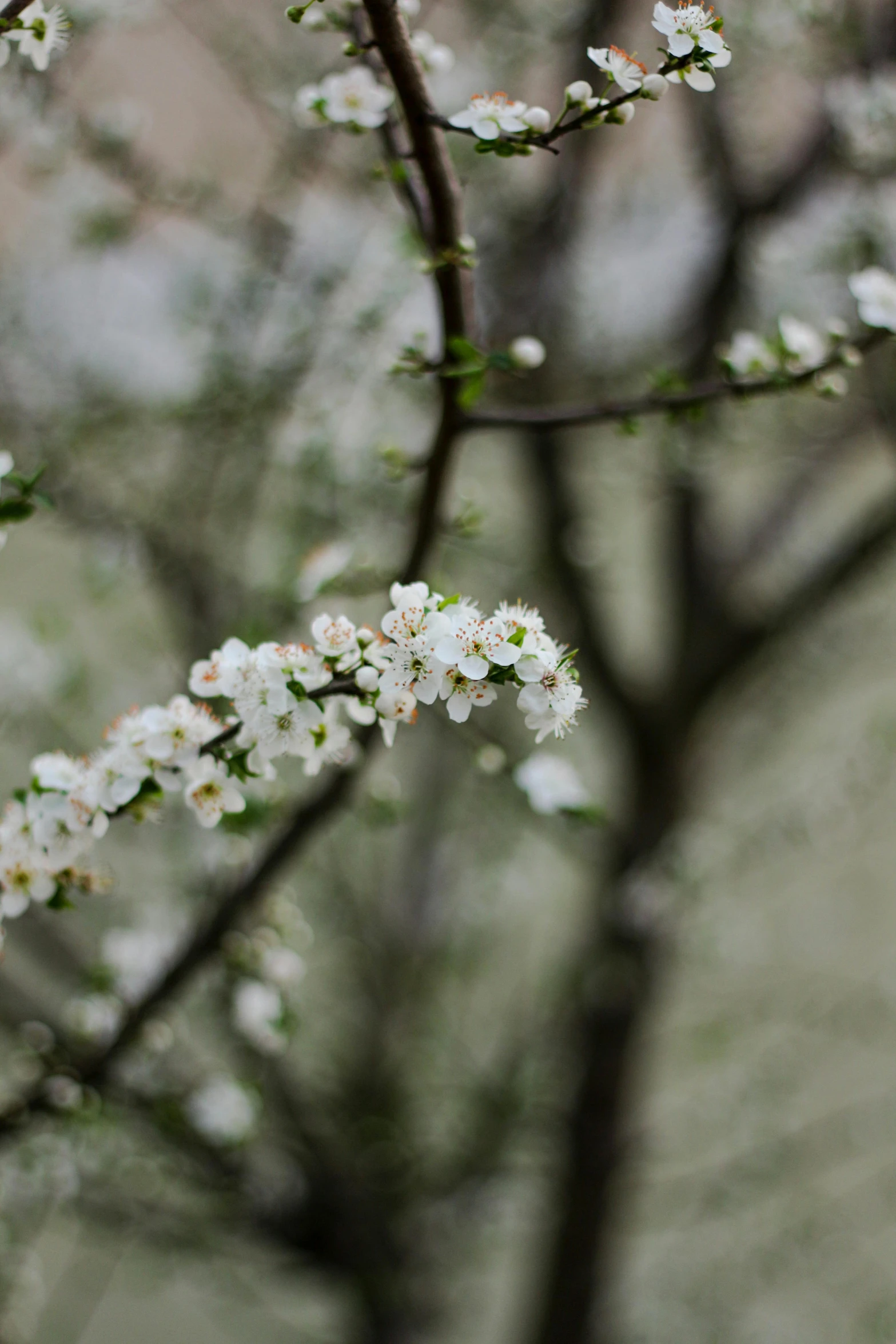 a close up of a tree with white flowers, inspired by Elsa Bleda, trending on unsplash, paul barson, with fruit trees, mint, plum blossom