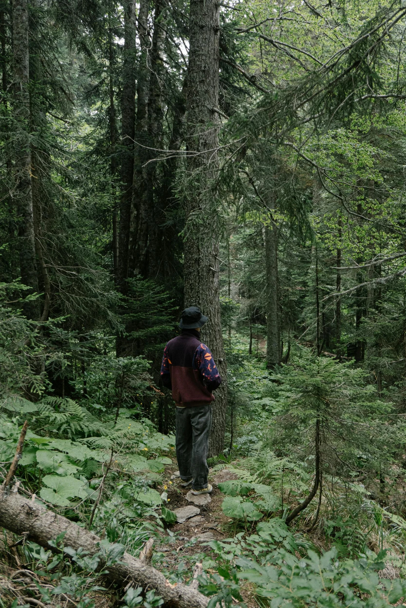 a man walking through a lush green forest, by Jessie Algie, unsplash, british columbia, long shot from back, panoramic shot, man standing