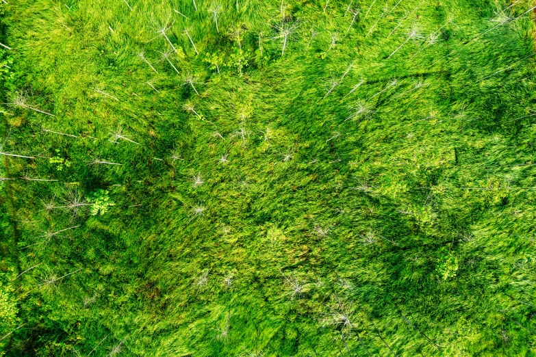 a bird's eye view of a lush green field, an ultrafine detailed painting, by Jan Rustem, pexels, hurufiyya, sea weed, dense coniferous forest. spiders, grass texture material, bottom - view