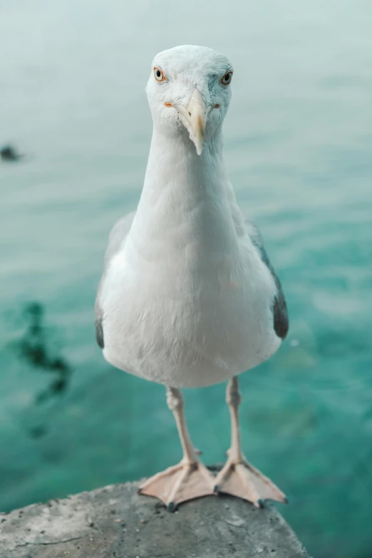 a seagull standing on a rock in front of a body of water, facing the camera, looking down on the camera, smirking, pale grey skin