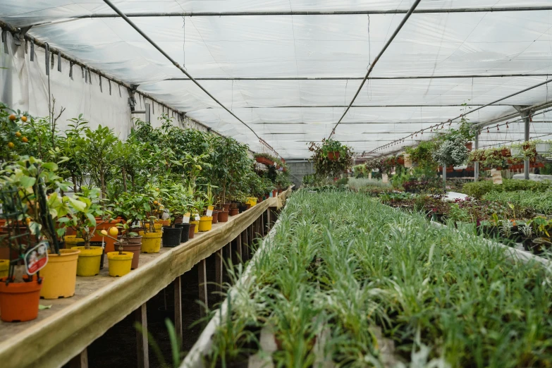 a greenhouse filled with lots of potted plants, a cartoon, unsplash, arrendajo in avila pinewood, in a row, low quality photo, fruit trees