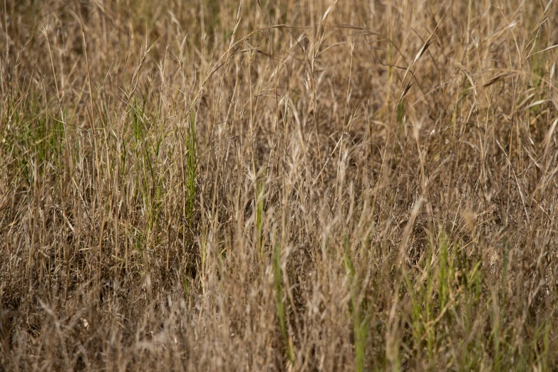 a zebra standing in a field of tall grass, an album cover, by Linda Sutton, unsplash, australian tonalism, grass texture material, brown stubble, overgrown with weeds, detailed 4k photograph