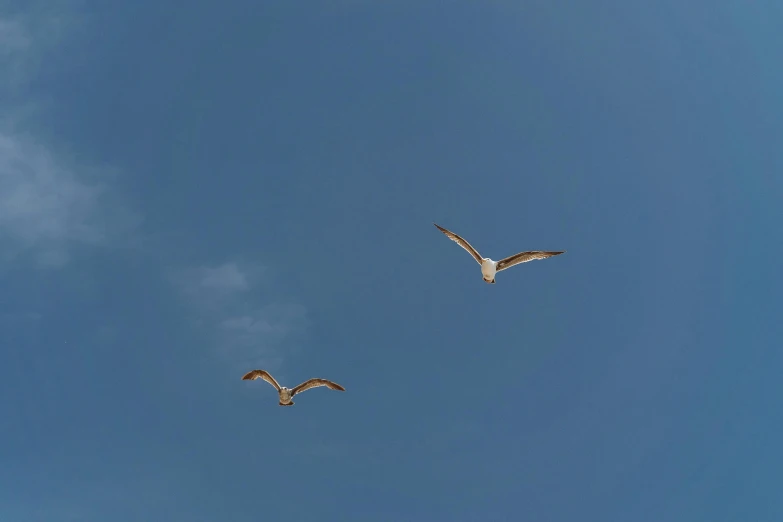 a couple of birds flying through a blue sky, pexels, minimalism, low quality photo, full frame image, two male, brown