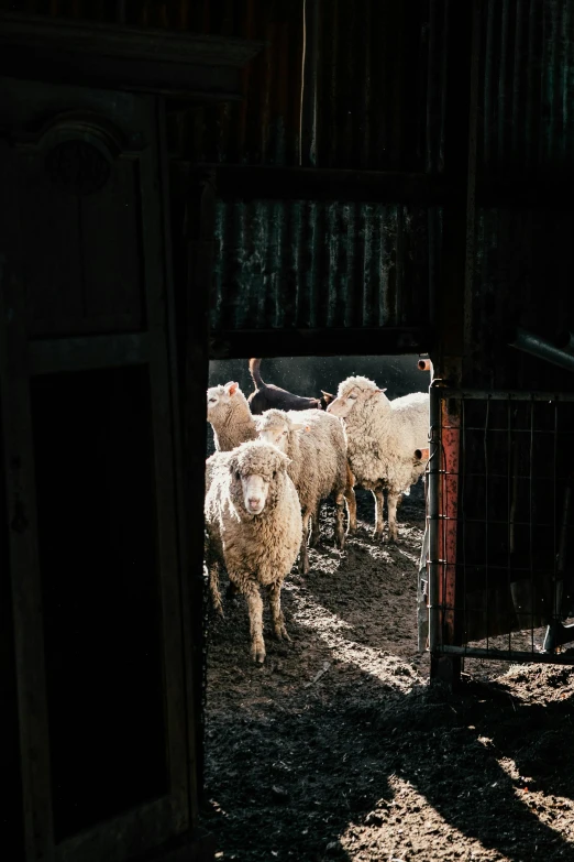 a herd of sheep standing on top of a dirt field, inside a barn, in the shadows, top selection on unsplash, brightly lit