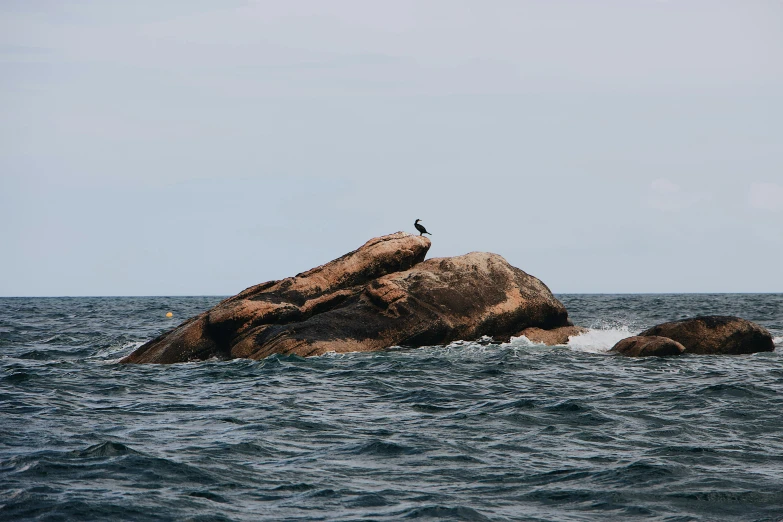 a bird sitting on a rock in the middle of the ocean, a photo, sri lankan landscape, 🦩🪐🐞👩🏻🦳, whales, conde nast traveler photo