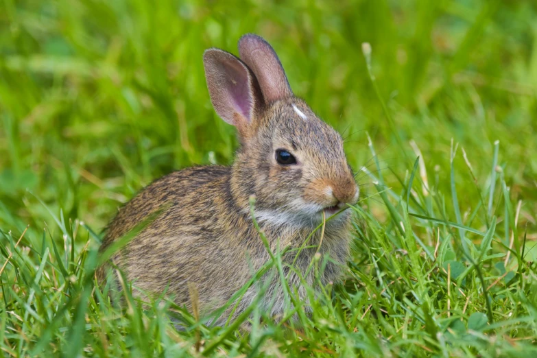 a small rabbit is sitting in the grass, by Linda Sutton, pixabay, renaissance, endangered, avatar image, fan favorite, journalism photo