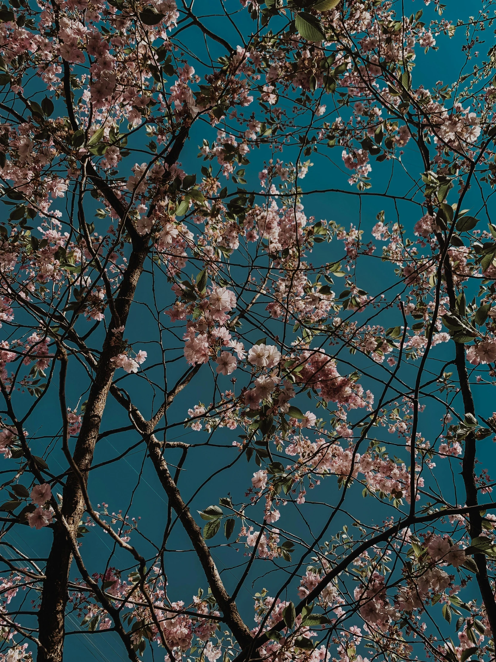 a tree with pink flowers against a blue sky, inspired by Elsa Bleda, ansel ], alessio albi, floral wallpaper