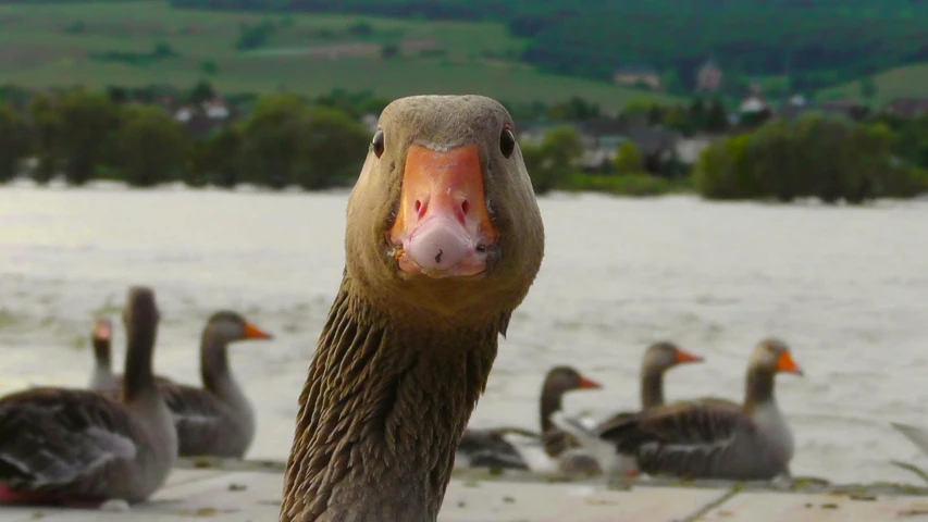 a close up of a duck with other ducks in the background, pexels contest winner, duckface, brockholes, subject= duck, vacation photo