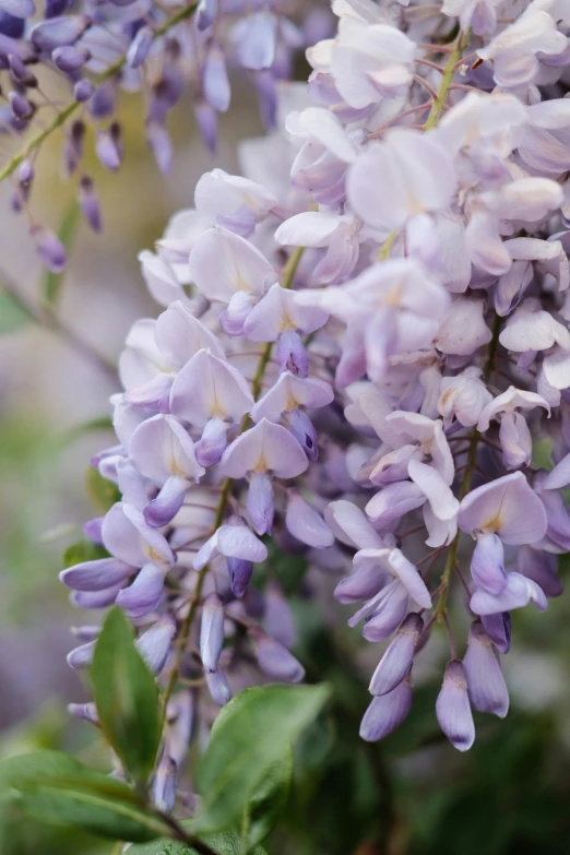 a close up of a bunch of purple flowers, sweet acacia trees, pale blue, highly polished, ivy
