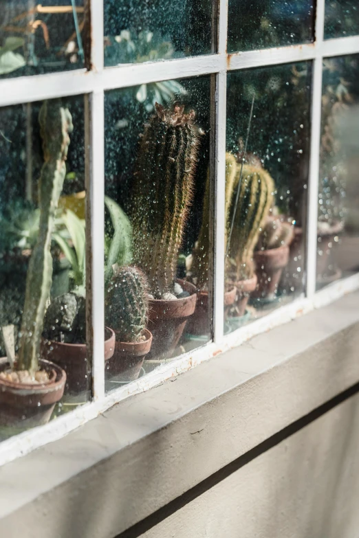 a window filled with lots of potted plants, trending on unsplash, visual art, made of cactus spines, condensation drip, brown, vivarium