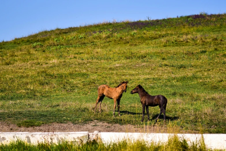 a couple of horses standing on top of a lush green hillside, by Julia Pishtar, pexels contest winner, figuration libre, drumheller, concert, adult pair of twins, near pond