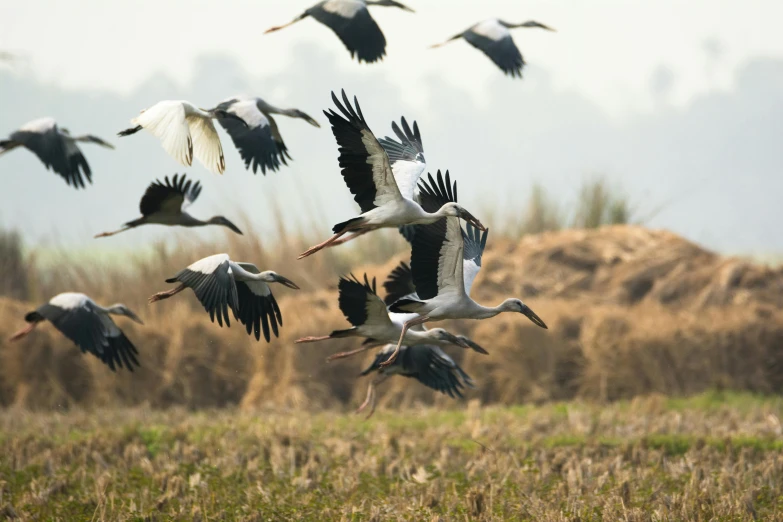 a flock of birds flying over a field, by Sunil Das, pexels contest winner, hurufiyya, crane shot, thumbnail, indian forest, heron prestorn