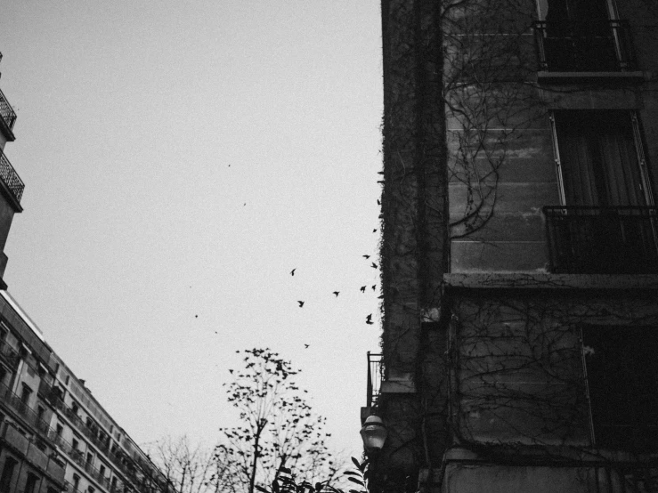 a couple of tall buildings sitting next to each other, a black and white photo, paris school, birds flying away, falling leaves, gothic aesthetic, 50mm photo