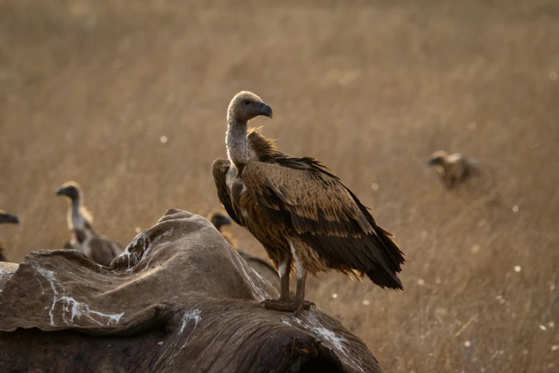 a large bird standing on top of a dead animal, by Peter Churcher, pexels contest winner, hurufiyya, on the african plains, brown, well preserved, group of seven