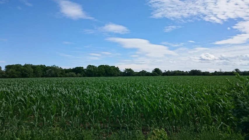 a field of green grass with trees in the background, tall corn in the foreground, big blue sky, background image, # nofilter