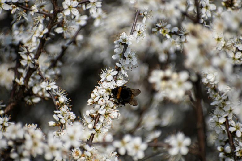 a bee sitting on top of a white flower covered tree, pexels contest winner, hurufiyya, paul barson, grey, plum blossom, 2000s photo