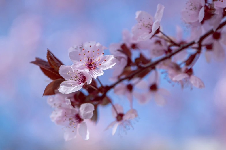 a close up of a flower on a tree, by Niko Henrichon, trending on unsplash, cherry blosom trees, paul barson, blue and pink, medium format