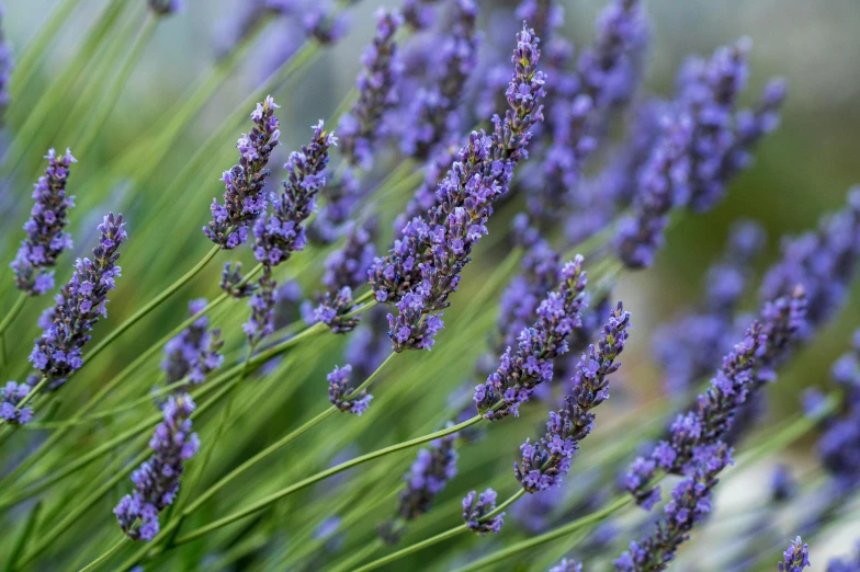 a close up of a bunch of purple flowers, by David Simpson, pexels, lavender plants, mediumslateblue flowers, shot on sony a 7 iii, herbs