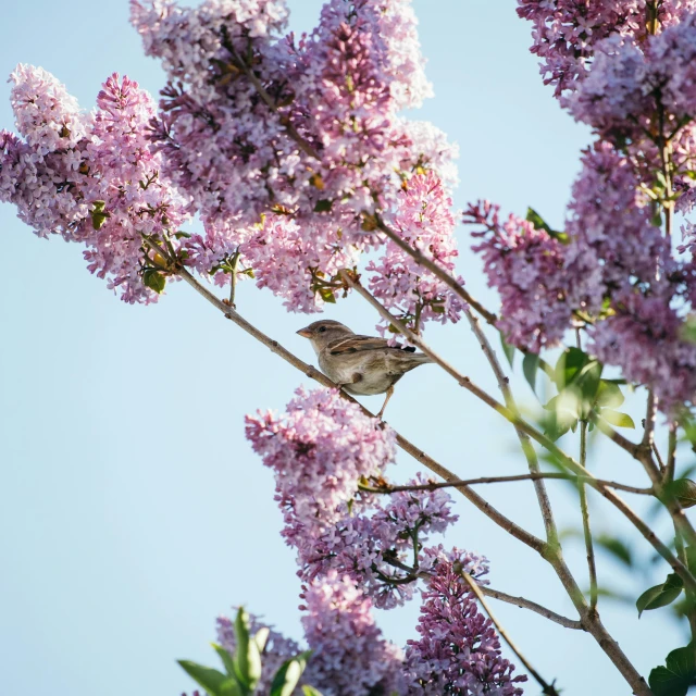 a bird sitting on top of a tree filled with purple flowers, in the sun