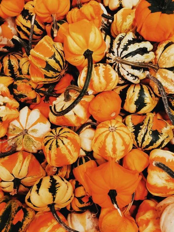 a pile of squash and gourds sitting on top of each other, unsplash, symbolism, square, striped, kaleidoscopic, 🍂 cute