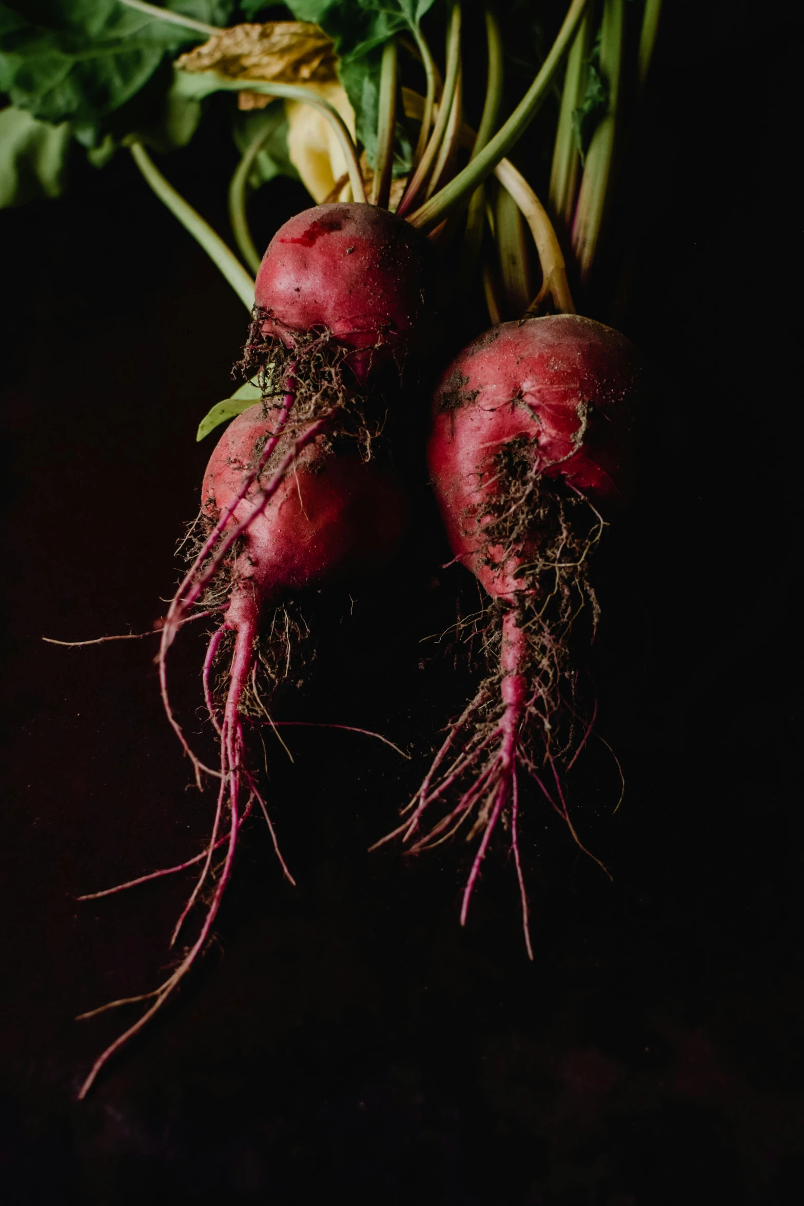 a couple of radishes sitting on top of a table, by Elsa Bleda, covered with roots, portrait close - up, digital image, color image