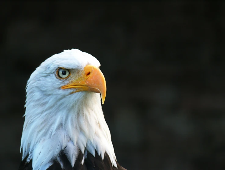 a close up of a bald eagle with a black background, pexels contest winner, 🦩🪐🐞👩🏻🦳, vacation photo, white-haired, taken in the early 2020s