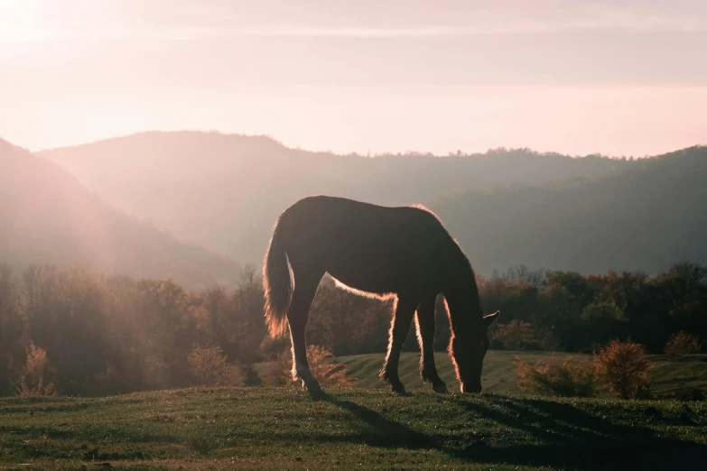 a horse standing on top of a lush green field, pexels contest winner, pink golden hour, hills, 👰 🏇 ❌ 🍃, on a canva