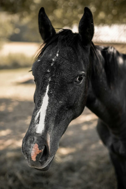 a close up of a horse with a blurry background, by Jan Tengnagel, full frame image, high quality photo, pouty, charred