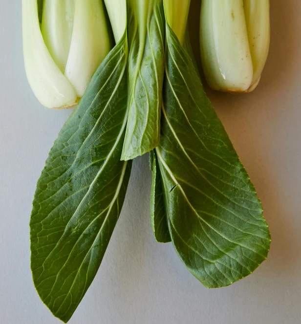 a bunch of green vegetables sitting on top of a table, large leaves, subtle detailing, with a whitish, on a gray background