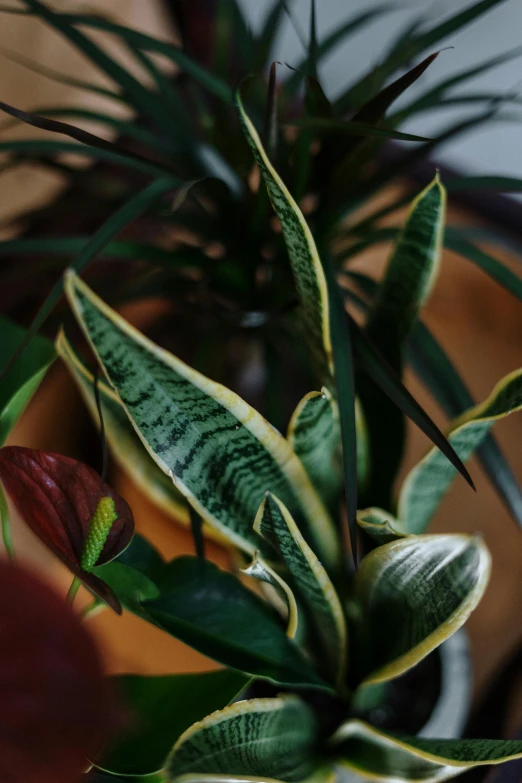 a close up of a potted plant on a table, lush foliage, multi chromatic, zoomed in, vanilla