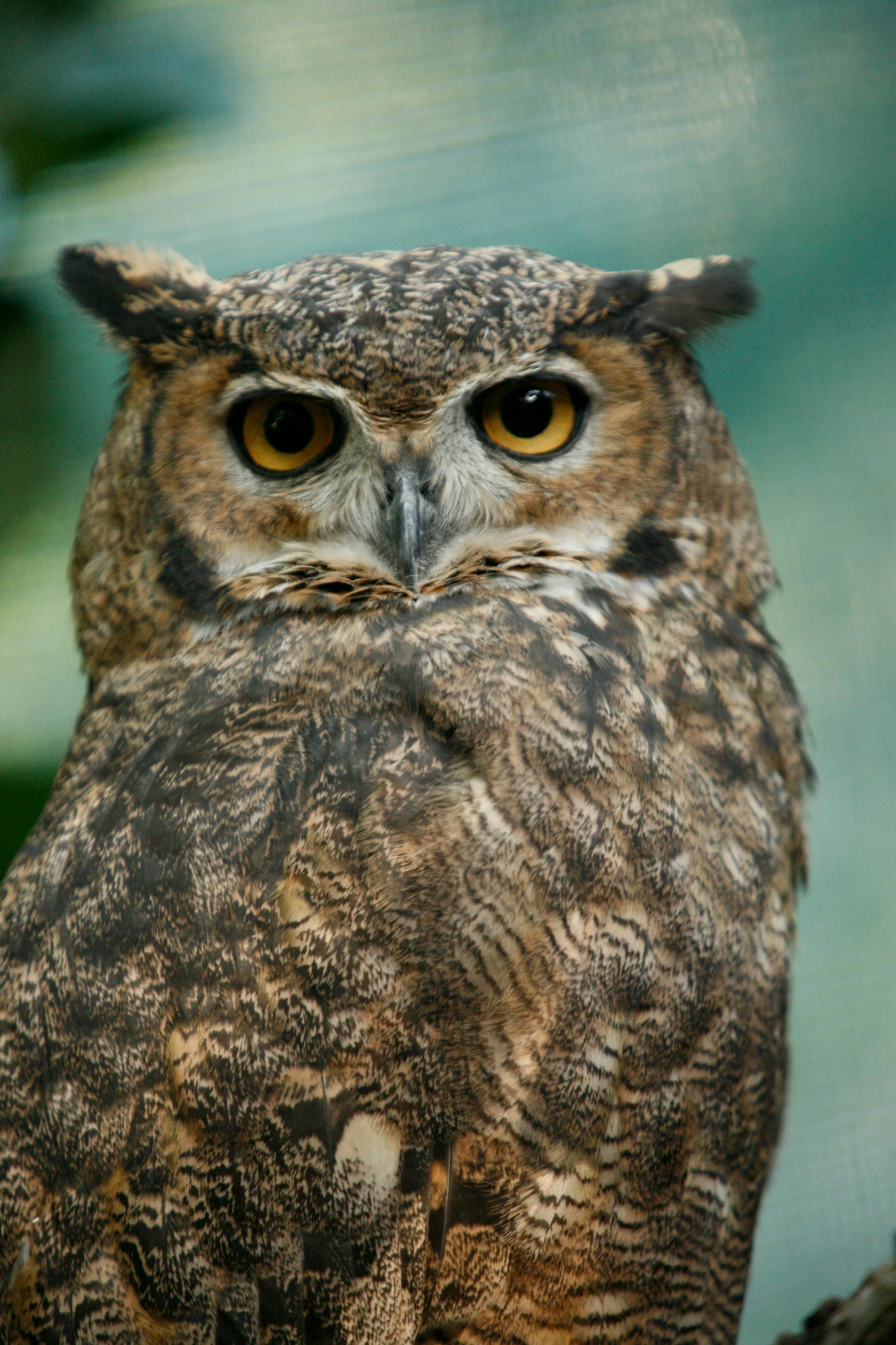 an owl sitting on top of a tree branch, a portrait, pexels, natural grizzled skin, blank stare”