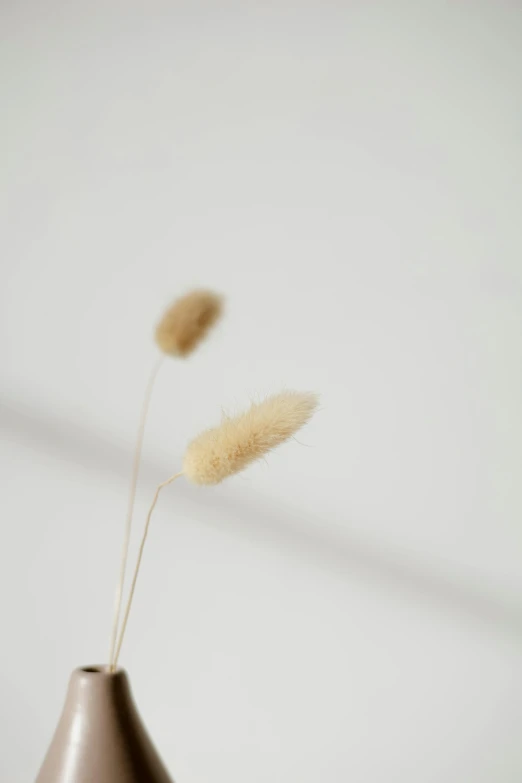 a close up of a vase with a plant in it, a macro photograph, unsplash, minimalism, soft fur, tiny sticks, seeds, rendered in corona