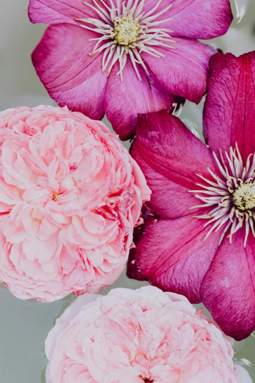 a close up of a bunch of flowers in a vase, by Alison Geissler, trending on unsplash, arabesque, clematis theme banner, shades of pink, full frame image, made of lab tissue