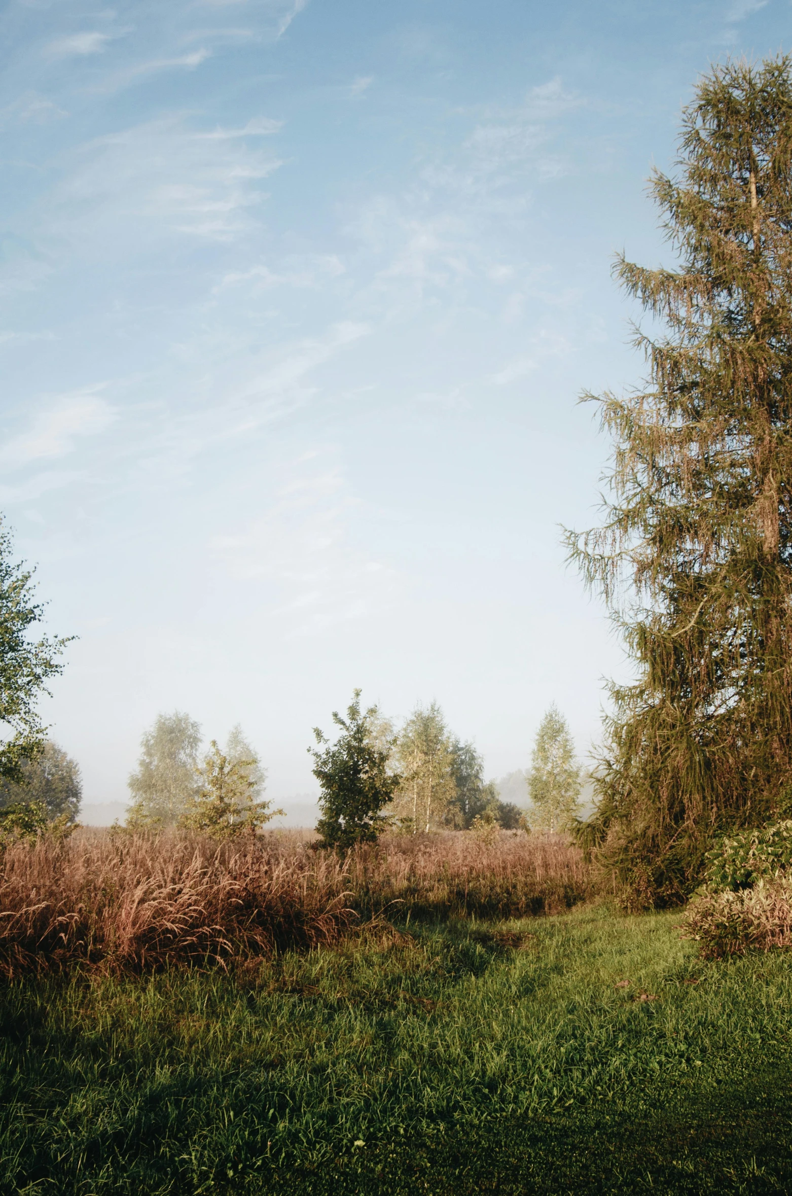 a red fire hydrant sitting on top of a lush green field, inspired by Isaac Levitan, unsplash, land art, withering autumnal forest, panoramic shot, tall grown reed on riverbank, tall pine trees