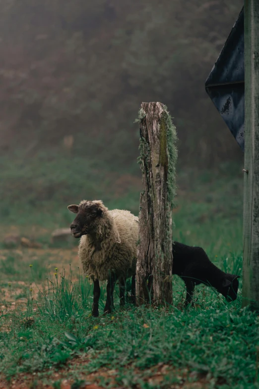 a couple of sheep standing on top of a lush green field, a picture, by Elsa Bleda, unsplash, renaissance, in a village, black, made of wool, three animals