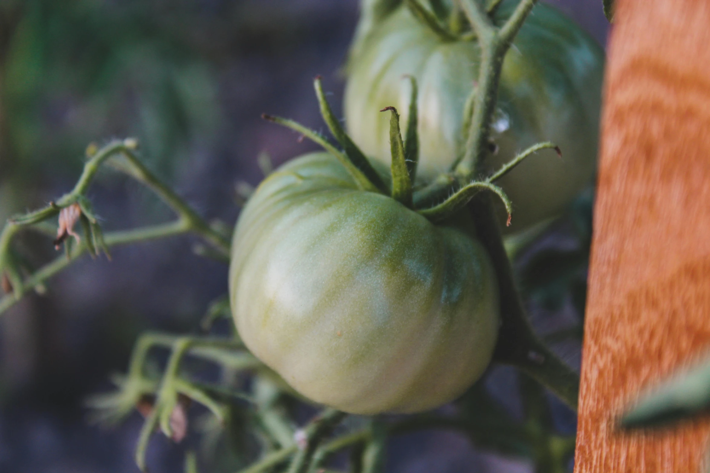 a close up of some green tomatoes on a plant, a picture, unsplash, renaissance, background image, grayish, mozzarella, 🦩🪐🐞👩🏻🦳