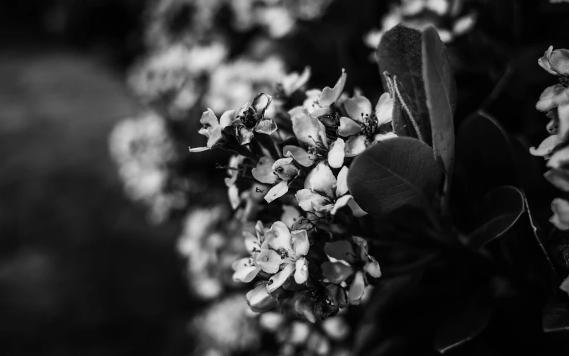 a black and white photo of a bunch of flowers, a black and white photo, by Mirko Rački, unsplash, apple blossoms, detailed medium format photo, photographic print, flowers!!!!