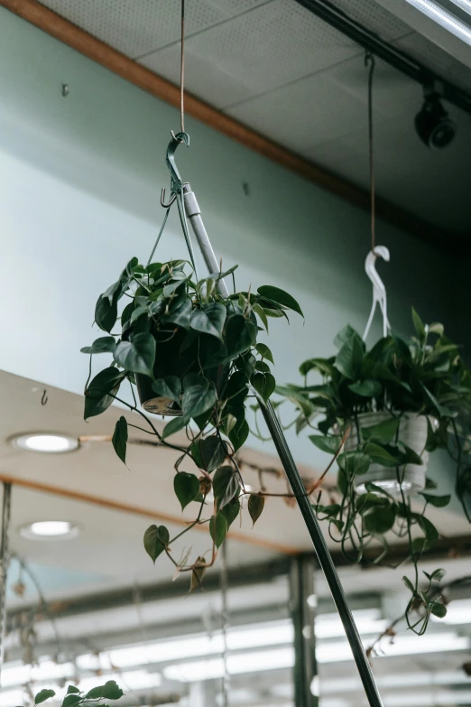 a bunch of plants hanging from a ceiling, by Ryan Pancoast, trending on unsplash, holding a thick staff, no cropping, low quality photo, low detail