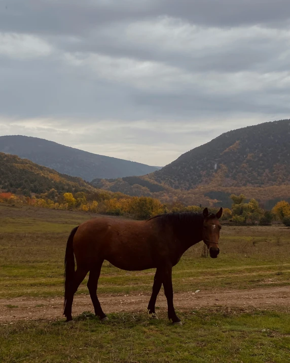 a brown horse standing on top of a lush green field, autumn mountains, photograph, square, photo of džesika devic