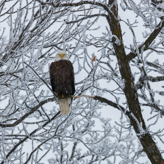 a bald eagle sitting on top of a tree covered in snow, by Neil Blevins, pexels contest winner, baroque, gold, snow camouflage, photos, 2 0 2 2 photo