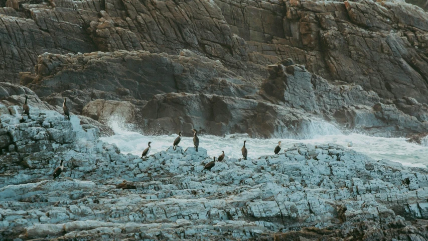 a bunch of birds that are standing on some rocks, by Elsa Bleda, pexels contest winner, sea king, vultures, high quality photo, thumbnail