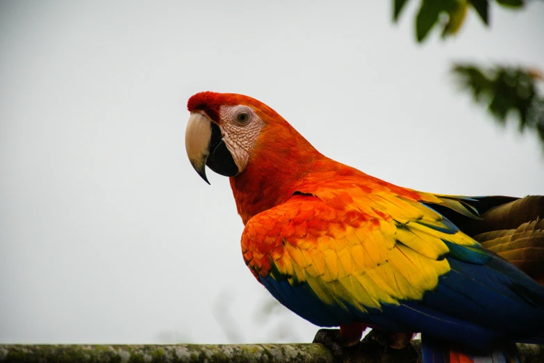 a colorful parrot sitting on top of a tree branch, a portrait, pexels contest winner, 🦩🪐🐞👩🏻🦳, red feathered wings, colombia, on a canva