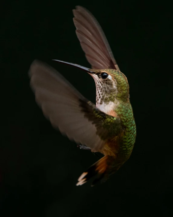 a bird that is flying in the air, a macro photograph, pexels contest winner, hurufiyya, mid-shot of a hunky, she has iridescent membranes, hummingbirds, lit from the side