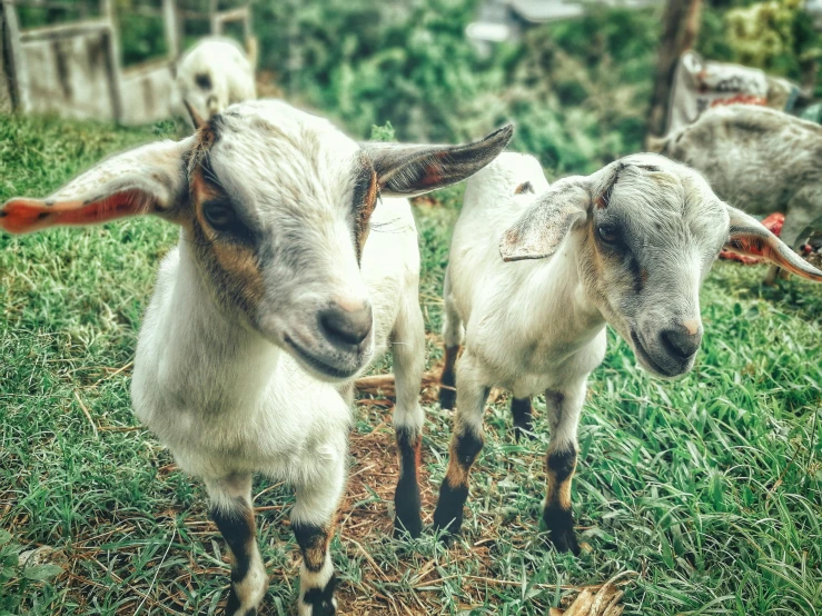 a couple of goats standing on top of a lush green field, avatar image, instagram picture, trending photo, blurred photo