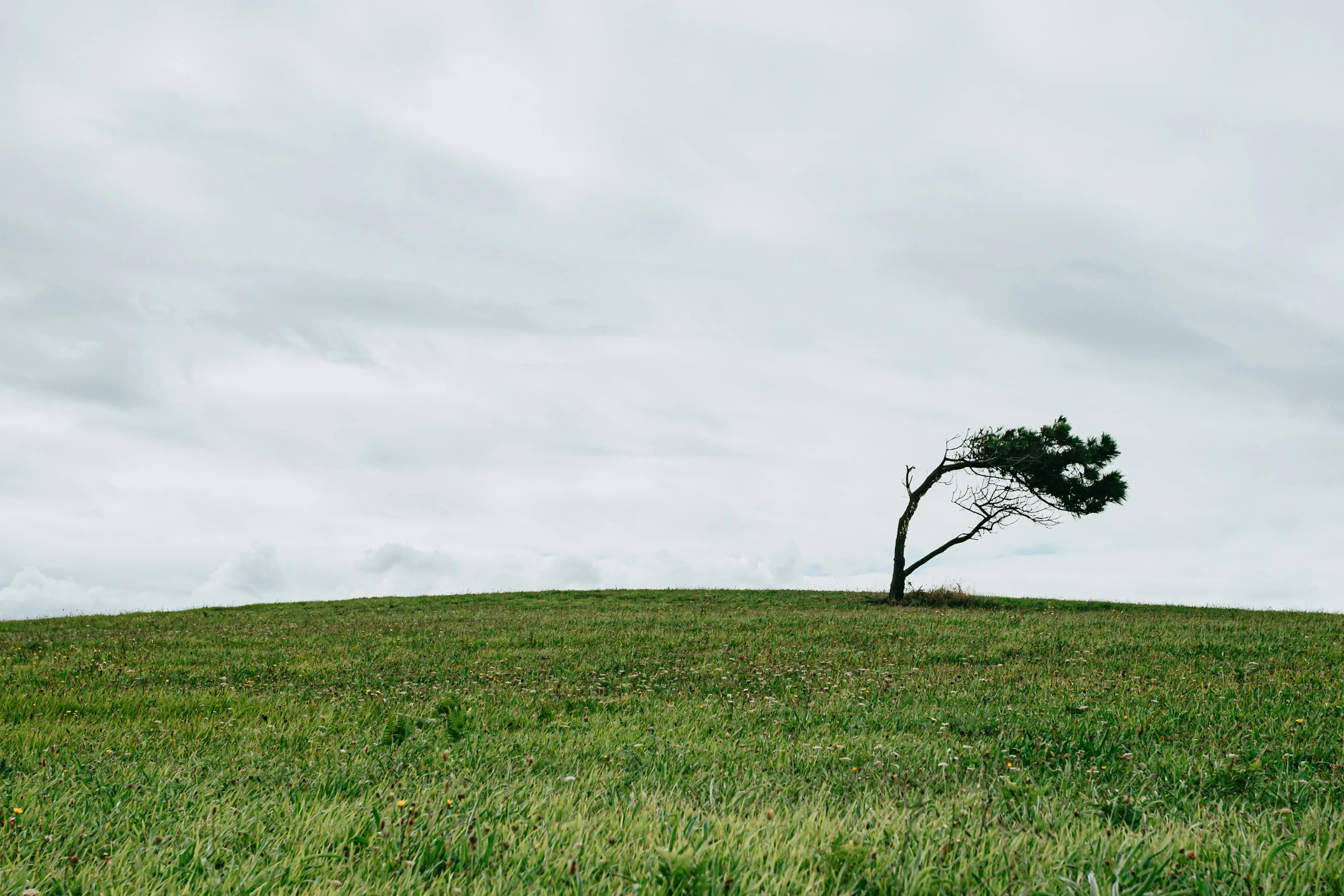 a lone tree sitting on top of a lush green hillside, by Lucia Peka, unsplash, minimalism, overcast day, lawn, background image, ultrawide image